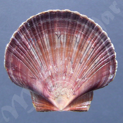 Pecten ziczac (Linnaeus, 1758) - Image 2