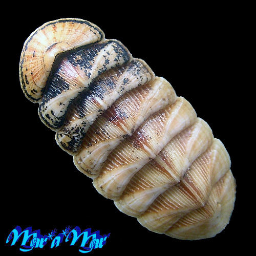 Chaetopleura angulata Spengler,1797