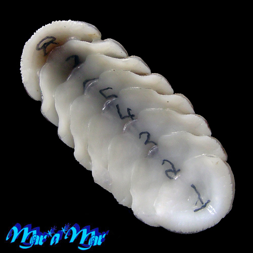 Alternative view of Chaetopleura angulata Spengler,1797