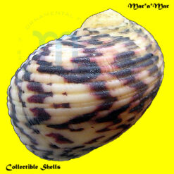 Alternative view of Nerita peloronta Linnaeus, 1758