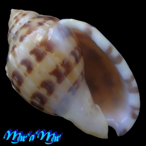 Semicassis labiata iheringi (Carcelles, 1953)