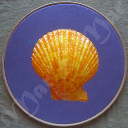 Mimachlamys sanguinea (Linné, 1758)