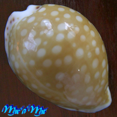 Cypraea gaskoini Reeve, 1846