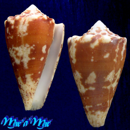 Conus regius Gmelin, 1791