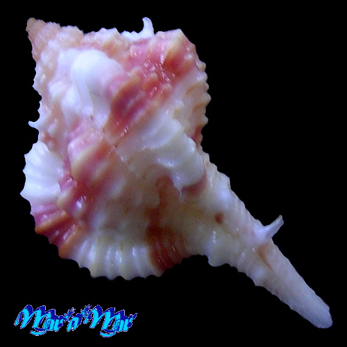 Vokesimurex aff. rubidus (F.C. Backer, 1897) - Image 2