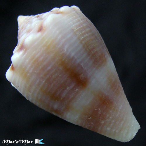 Alternative view of Conus mus Hwass, 1792