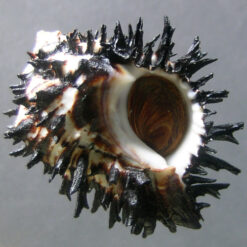 Muricanthus radix Gmelin,1791