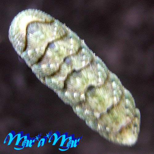 Ischnochiton pectinatus (Sowerby, 1840)