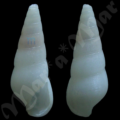 Rissoina princeps (C. B. Adams, 1850)