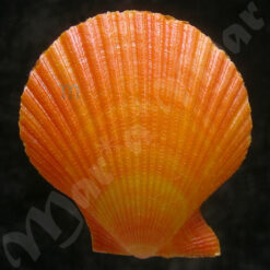 Mimachlamys pseudolima (G. B. Sowerby, II, 1842)