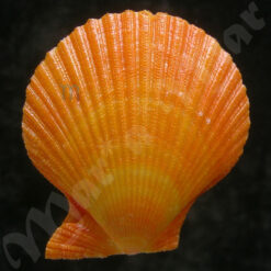 Mimachlamys pseudolima (G. B. Sowerby, II, 1842) - Image 2