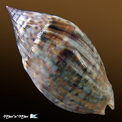 Alternative view of Enaeta barnesii Gray, 1825