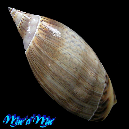 Agaronia travassossi Morretes, 1938 - Imagem 2