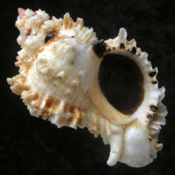 Phyllonotus occulatus (Reeve, 1845)