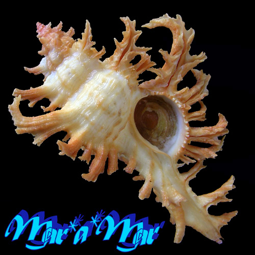 Chicoreus spectrum (Reeve, 1846)