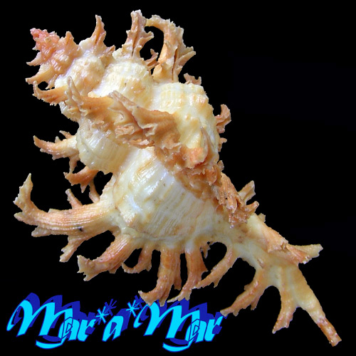 Alternative view of Chicoreus spectrum (Reeve, 1846)