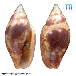 Nitidella nitida (Lamarck, 1822)