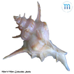 Siratus tamoio Houart & Garrigues, 2023 - Imagem 2