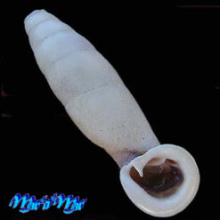 Indonenia ardouiniana Heude, 1885