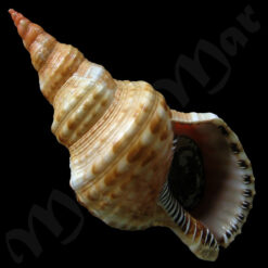 Charonia variegata (Lamarck, 1816)