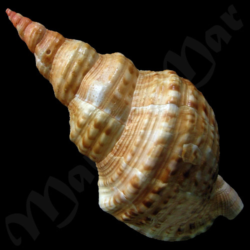 Charonia variegata (Lamarck, 1816) - Image 2