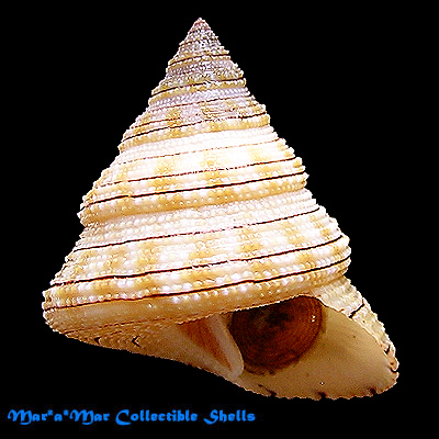 Calliostoma gemmosum (Reeve, 1842)