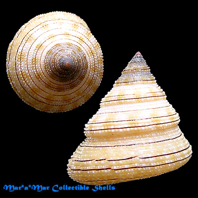 Calliostoma gemmosum (Reeve, 1842) - Image 2