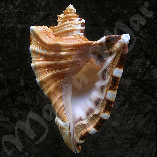 Cymatium raderi D´Attilio & Meyers, 1984