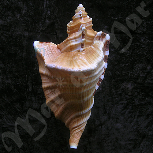 Cymatium raderi D´Attilio & Meyers, 1984 - Imagem 2