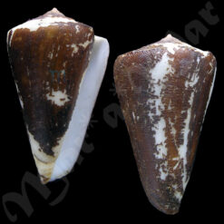 Conus fergusoni Sowerby, 1873