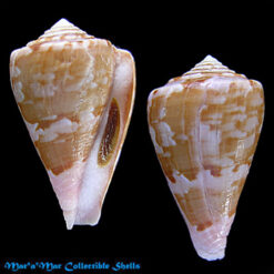 Conus klemae Cotton, 1953