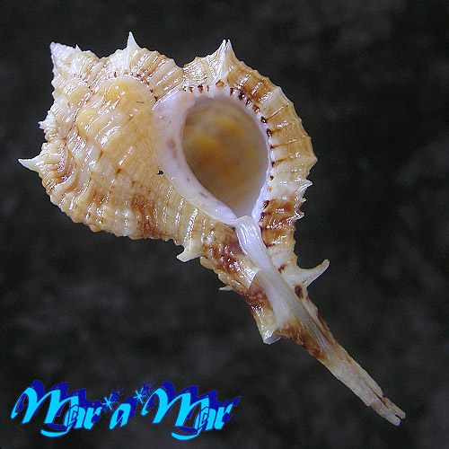 Siratus carolynae (Vokes, 1990)