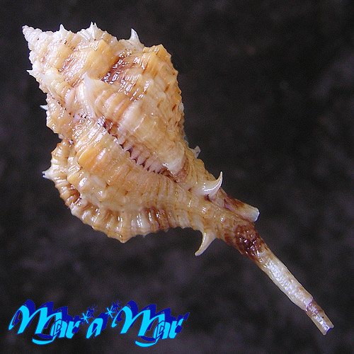 Alternative view of Siratus carolynae (Vokes, 1990)