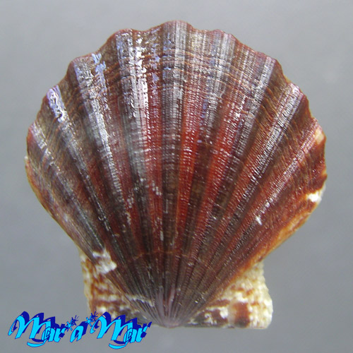 Flexopecten glaber (Linnaeus, 1758)