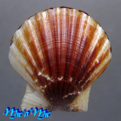 Alternative view of Flexopecten glaber (Linnaeus, 1758)