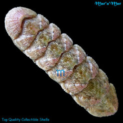 Ischnochiton pectinatus (Sowerby, 1840)