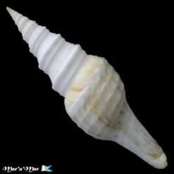 Alternative view of Polystira coltrorum Petuch, 1993