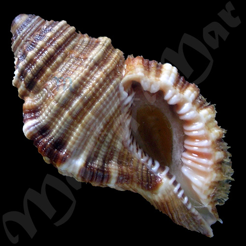 Monoplex martinianus Orbigny, 1845