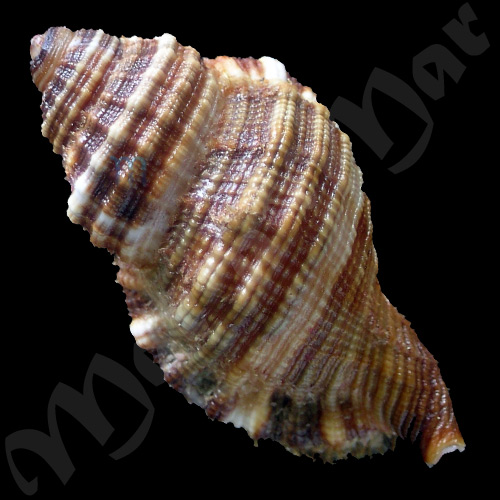 Monoplex martinianus Orbigny, 1845 - Imagem 2