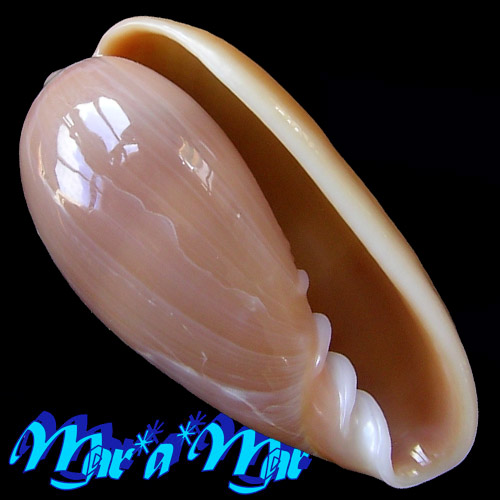 Prunum martini (Petit, 1853)