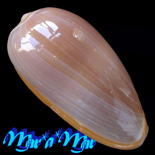 Alternative view of Prunum martini (Petit, 1853)