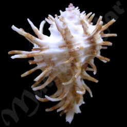 Homalocantha oxycantha (Broderip, 1833) - Imagem 2