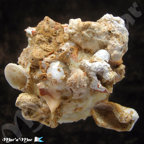 Xenophora conchyliophora (Born, 1780)