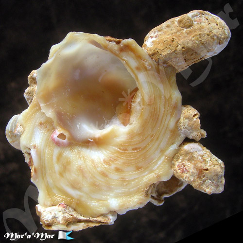 Xenophora conchyliophora (Born, 1780) - Imagem 2