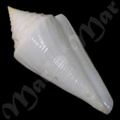 Conus atractus Tomlin, 1937
