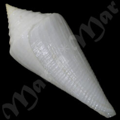 Conus atractus Tomlin, 1937 - Imagem 2
