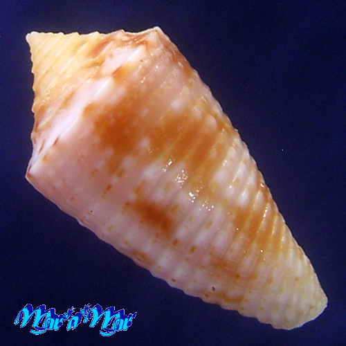 Conus sp. - Imagem 2