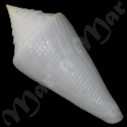 Conus atractus Tomlin, 1937 - Imagem 3