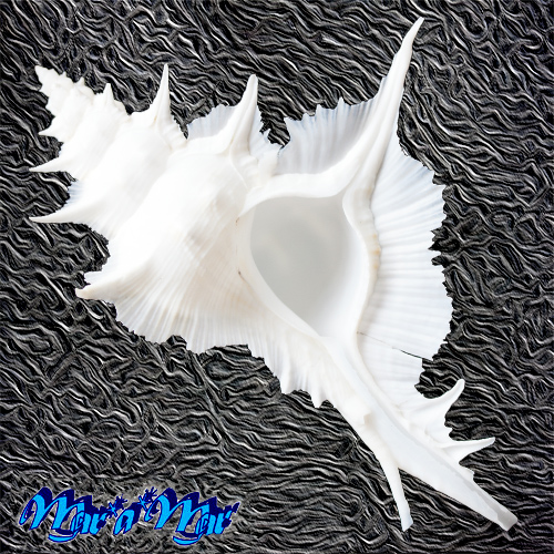 Siratus alabaster (Reeve, 1845)