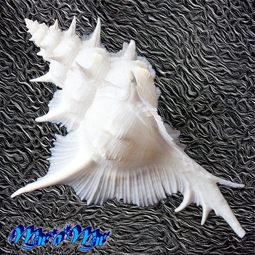 Alternative view of Siratus alabaster (Reeve, 1845)